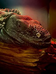 Iguana 