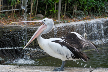 wonderful bird Pelicans, latin name Pelecanus conspicillatuas