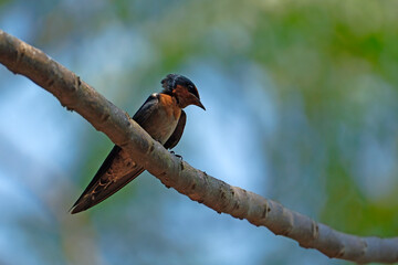 Pacific swallow perching on the branch