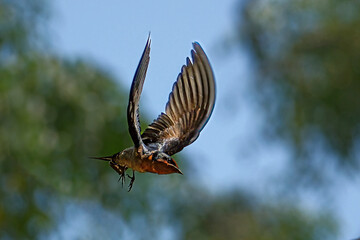 Pacific swallow perching on the branch