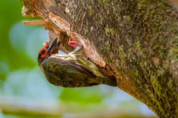 the coppersmith barbet on the branch