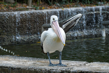 wonderful bird Pelicans, latin name Pelecanus conspicillatuas