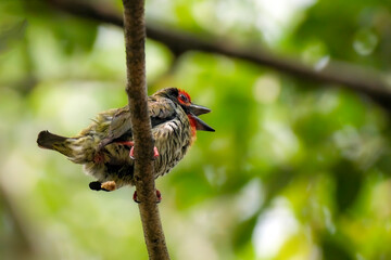 the coppersmith barbet on the branch