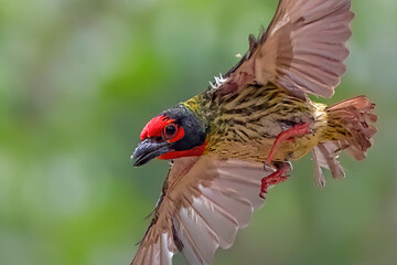 the coppersmith barbet on the branch