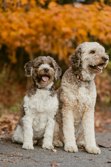 Two dogs sitting outside in autumn with golden leaves behind them