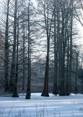 Winter landscape trees and frozen lake