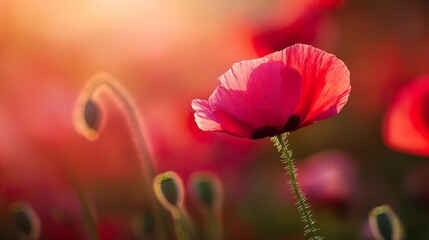 Fototapeta premium Red Poppy Flower in Sunlight: Nature Photography