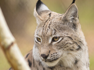 Fototapeta premium lynx, portrait, head, snout, lynx lynx, eurasian, wildcat, predator, ears, fur, eyes, sight