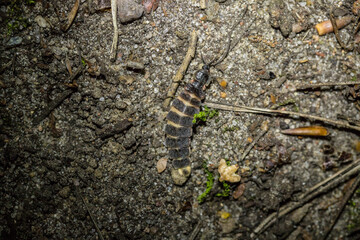 firefly, female, glowing insect, lampyris, noctiluca, on the ground, flashlight, structure, abdomen