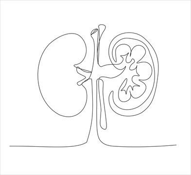recommend clip art: One continuous line drawing of human kidney organ anatomy. single line drawing of kidney. editable stroke