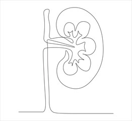 One continuous line drawing of human kidney organ anatomy. single line drawing of kidney. editable stroke