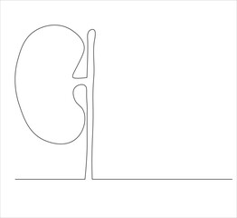 One continuous line drawing of human kidney organ anatomy. single line drawing of kidney. editable stroke