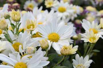 white Common daisy beautiful flowers with blur green background in garden, White beautiful daisies on a field in green grass, Oxeye daisy, Leucanthemum vulgare, Daisies, Dox-eye, Dog daisy in nature