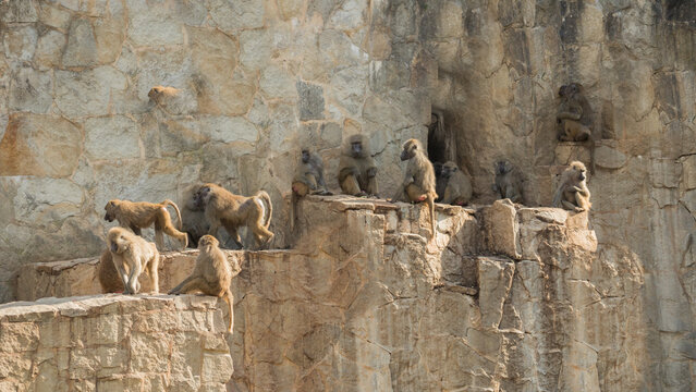 herd of monkeys, baboon, Papio cynocephalus,  monkey, yellow, male, female, primates, mammals, fur, tail, mammal, stone, zoo, rocks