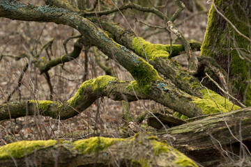 tangle of branches, branches covered with moss, texture, structure, background, pattern, realtree,...