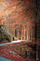 Autumn of magic in the Arzino waterfalls