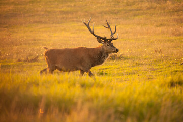 red deer, cervus elaphus, setting sun, golden hour, real photo, antlers, meadow, golden light, deer, red, antler, wilderness