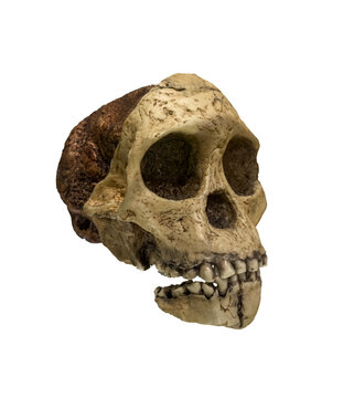Skull of australopithecus africanus dated to 2.5 million years ago isolated.