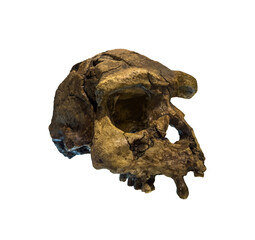 Erectus skull. Discovered in 1969 in Sangiran, Java, Indonesia. Dated to 1 million years ago...