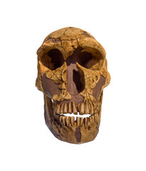 The skull of Neanderthalensis is approximately 50,000 years old isolated.