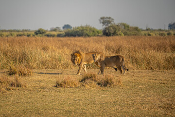 Big lion lying on savannah grass. Landscape with characteristic trees on the plain and hills in the background