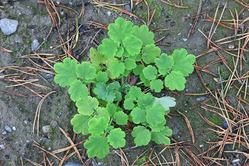 Greater Celandine, Chelidonium majus, known also as Nipplewort, Swallowwort or Tetterwort, wild poisonous plant from Finland