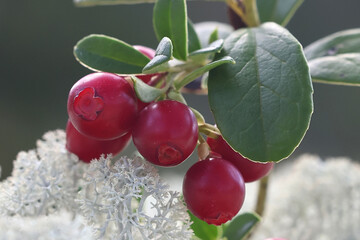 Ripe berries of cowberry, Vaccinium vitis-idaea, edible wild berry plant from Finland