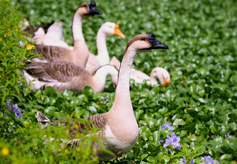 Goose duck hovering in the Goose duck hovering in the bush