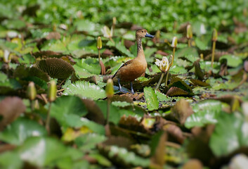 Wild ducks standing in the lake area are filled with lotus trees