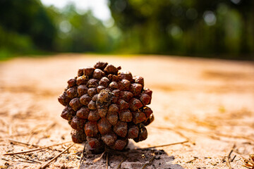道ばたの松ぼっくり(タイ)