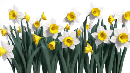 Daffodil flowers
