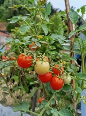 tomatoes on the vine