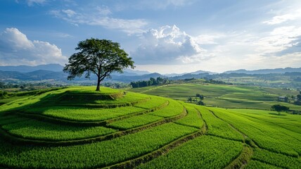 Obraz premium Lush green rice terraces under a bright sky with a solitary tree.