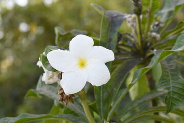 white flower called plumeria pudica  in the garden, Plumeria Pudica white flowers, Plumeria Pudica Flowers Beautiful tulips flowers blooming outdoors garden. White color Plumeria Pudica flowers image
