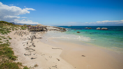 Boulders Beach Penguins South Africa