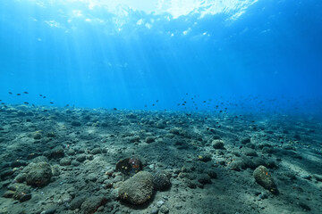 seascape panorama underwater flock of fish in the water