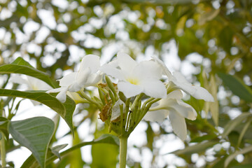 white flower called plumeria pudica  in the garden, Plumeria Pudica white flowers, Plumeria Pudica Flowers Beautiful tulips flowers blooming outdoors garden. White color Plumeria Pudica flowers image