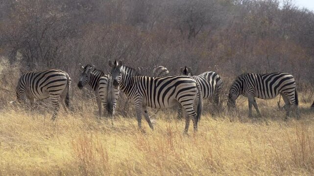 Zebras eating grass in the Mahongo in the Caprivi Strip in Namibia.