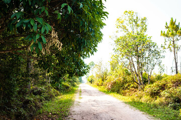 山頂の道(タイ)
