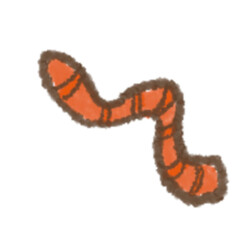 WORM