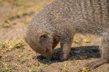Close up of a banded mongoose in the Etosha National Park in Namibia, Africa.