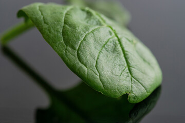 Fresh green spinach leaves. Texture of raw organic baby spinach close up.