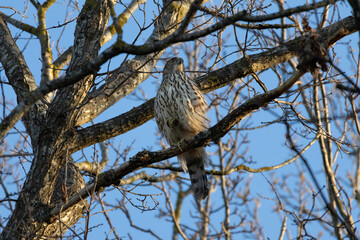 Juvenile Northern Goshawk (Accipiter gentilis)
