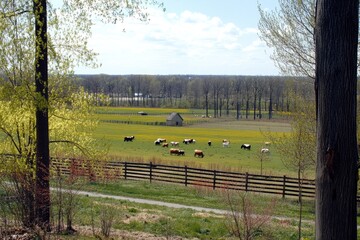 Obraz premium Cows graze in spring pasture, trees and distant woods, rural landscape