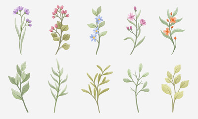 Watercolor Wildflower Vector Set Illustrations. Elegant Floral Elements with Hand Painted Color for Wedding and Decoration Pattern. Flower Collection Illustrations
