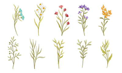 Watercolor Wildflower Vector Set Illustrations. Elegant Floral Elements with Hand Painted Color for Wedding and Decoration Pattern. Flower Collection Illustrations
