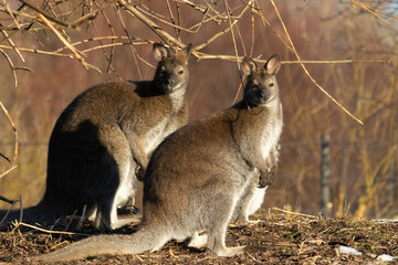 Red-necked wallaby (Macropus rufogriseus)