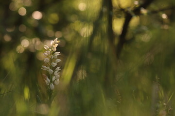una orchidea selvatica in primavera nell'erba © Simona