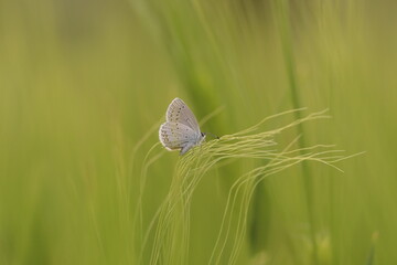 una farfalla licenide al tramonto in un prato