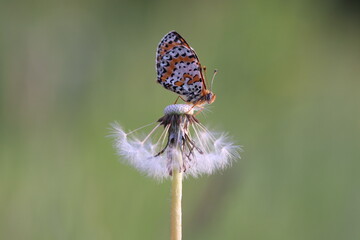 una farfalla melitaea al tramonto